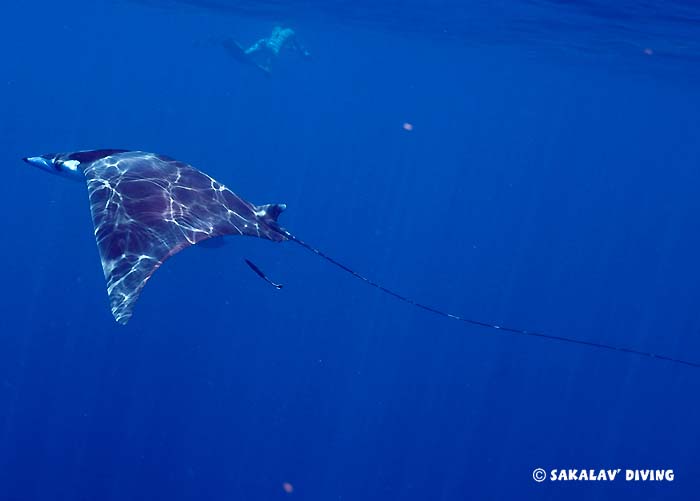 Snorkeling raies mobula Madagascar